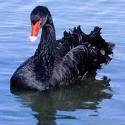 Black Swan © WWT